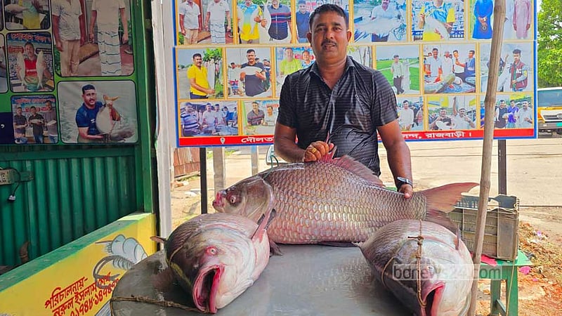রাজবাড়ীতে ধরা পড়া ৩টি কাতল মাছ সোয়া লাখ টাকায় বিক্রি