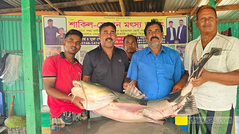 পদ্মার এক বাঘাইড় ৬৬ হাজারে বি‌ক্রি
