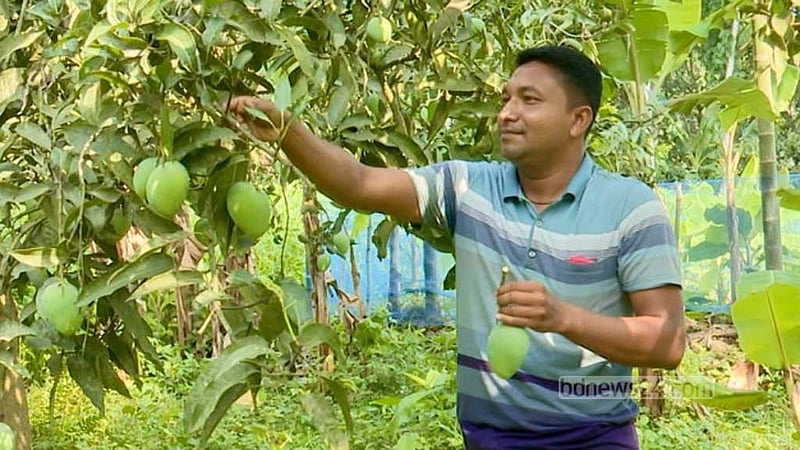 জ্যৈষ্ঠের প্রথম দিনেই রাজশাহীতে বাগান থেকে আম নামানো শুরু