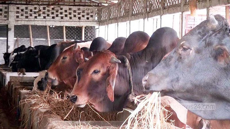কোরবানির ঈদ: রংপুর বিভাগে প্রস্তুত সোয়া ২০ লাখ পশু