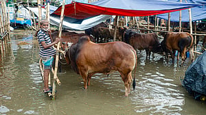 কোরবানির পশুর হাটে জলজটে ভোগান্তি