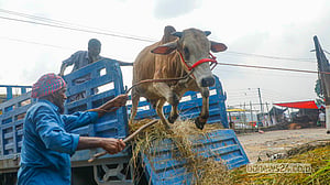 পোস্তগোলা হাটের কোরবানির পশু