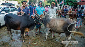 কোরবানির পশুর হাটে শেষ সময়ের হাঁকডাক