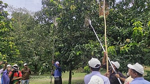 সাতক্ষীরায় আম পাড়া শুরু, উৎসবের আমেজ