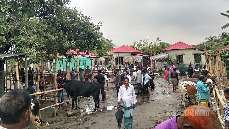 সাভারে বিএনপি নেতার অবৈধ গরুর হাট, ‘ইচ্ছামত হাসিল’