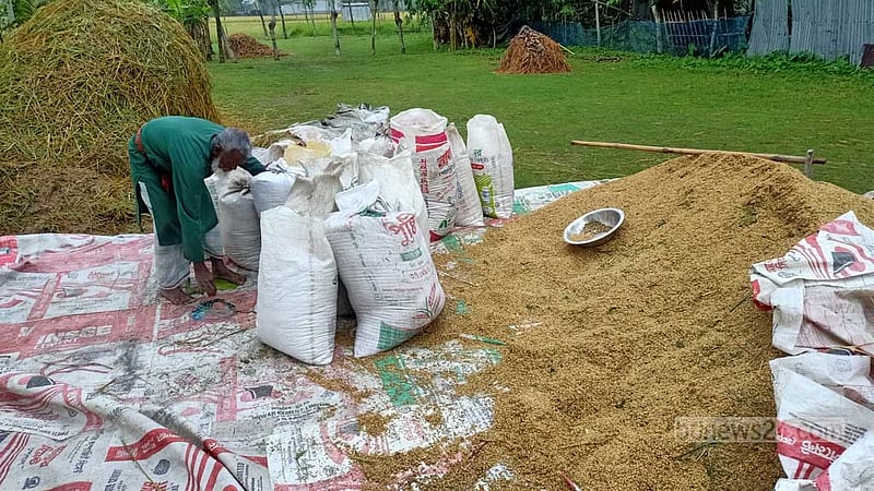 শেরপুরে বোরো কাটার ধুম: শ্রমিকের মজুরি আকাশচুম্বী, বিপাকে কৃষক