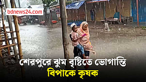 শেরপুরে ঝুম বৃষ্টিতে ভোগান্তি বিপাকে কৃষক