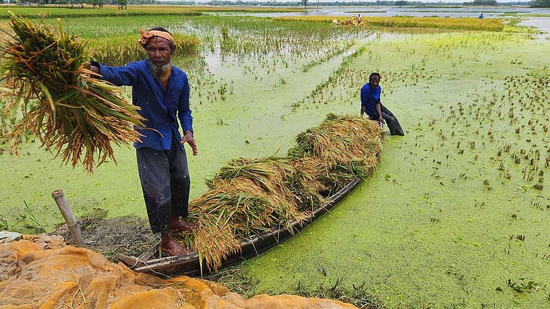 এক মণ ধানের দামেও মিলছে না একজন শ্রমিক, মলিন কৃষকের মুখ