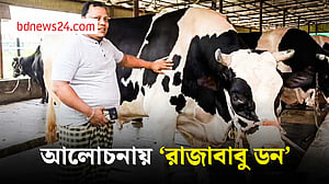 শেরপুরে ৩৩ মণ ওজনের ‘রাজাবাবু ডন’ ঘিরে ভিড়