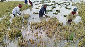 হাওরে কৃষকের অন্তহীন দুঃখের পুনরাবৃত্তি