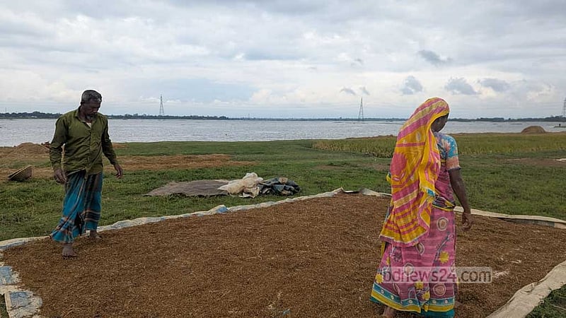হাওরে ফসলডুবি: যত্রতত্র বাঁধ এখন গলার কাঁটা
