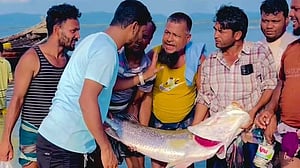 নাফ নদীতে জেলের জালে ২৫ কেজির কোরাল, বিক্রি ২৫ হাজারে