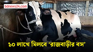 রাজবাড়ীতে ৩৬ মণের ‘রাজবাড়ীর বস’, দাম হাঁকা হচ্ছে ১০ লাখ
