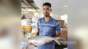 বলেশ্বর নদীতে মিলল পৌনে ৩ কেজির ‘রাজা ইলিশ’
