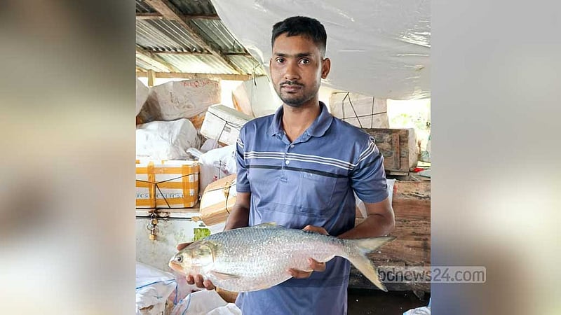 বলেশ্বর নদীতে মিলল পৌনে ৩ কেজির ‘রাজা ইলিশ’