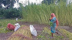 শার্শায় বেড়েছে পাটের আবাদ, ন্যায্যমূল্য নিয়ে শঙ্কা
