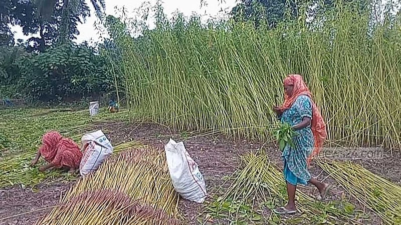 শার্শায় বেড়েছে পাটের আবাদ, ন্যায্যমূল্য নিয়ে শঙ্কা