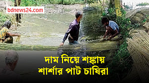 ভালো ফলন হলেও দাম নিয়ে শঙ্কায় শার্শার পাট চাষিরা