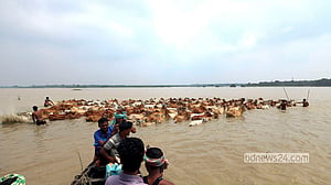 বন্যার চোখরাঙানি: নদী সাঁতরে সমতলে গবাদিপশু