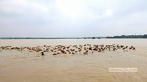 চর ছেড়ে ঘরে ফিরছে গবাদি পশু