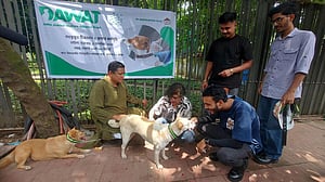 ঢাকায় পথকুকুরকে জলাতঙ্কের টিকাদান ও কলার পরানো শুরু