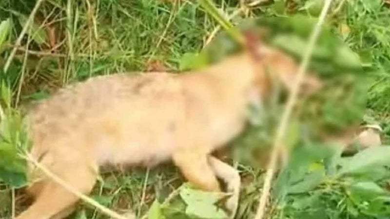 গাজীপুরে মানুষ-পশুর ওপর শিয়ালের আক্রমণ, তিনটিকে পিটিয়ে মারল গ্রামবাসী