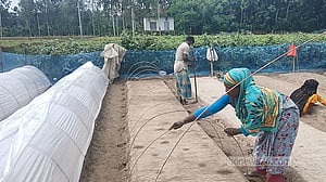 কুড়িগ্রামে সার-বীজ-কীটনাশকের উচ্চমূল্যে দিশেহারা সবজি চাষি