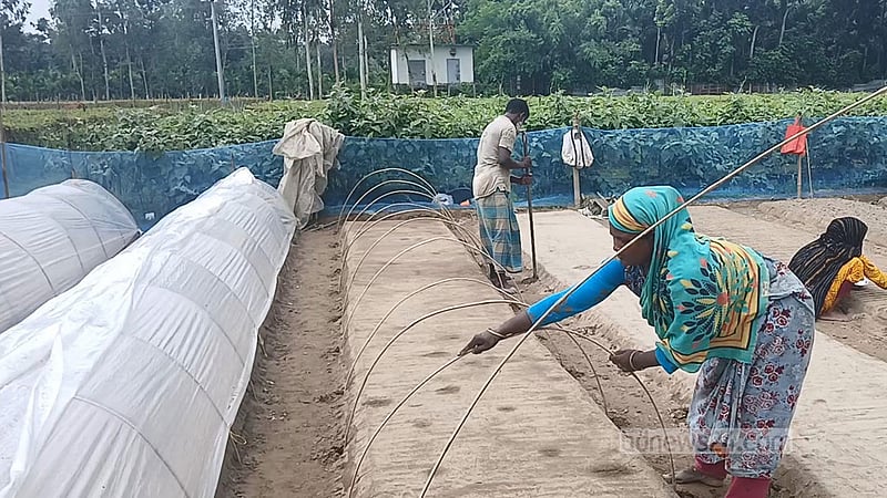 কুড়িগ্রামে সার-বীজ-কীটনাশকের উচ্চমূল্যে দিশেহারা সবজি চাষি