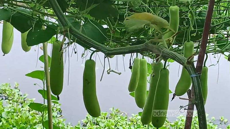 কুড়িগ্রামে নদী সংরক্ষণ বাঁধে লাউয়ের বাম্পার ফলন