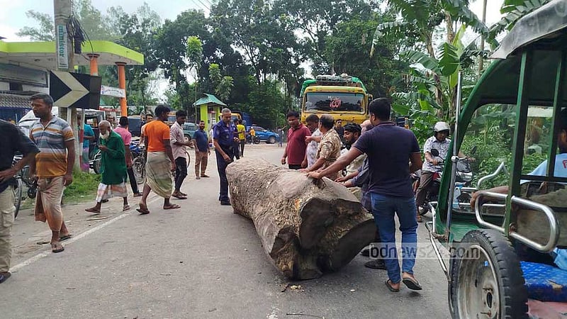 সারের দাবিতে গাছের গুঁড়ি ফেলে সড়ক অবরোধ, ‘সংকট নেই’ বলছে প্রশাসন