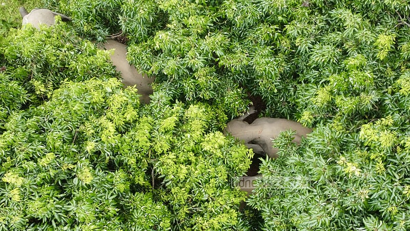 রাঙামাটিতে মানুষের বাগানে হাতির আনাগোনা, ক্ষতি মেনেও সহাবস্থান