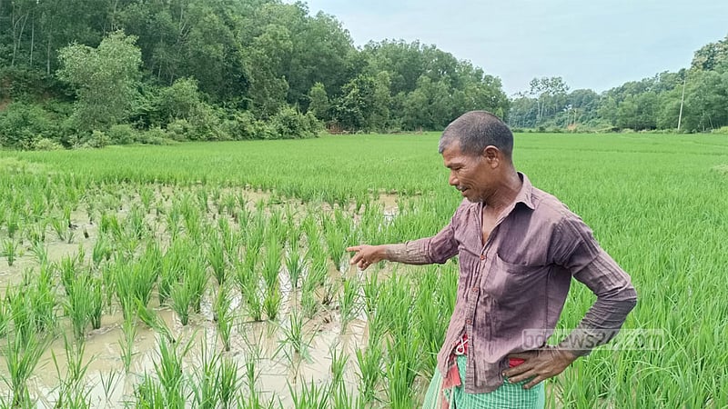শেরপুরে বন্যহাতির তাণ্ডবে আমন ধানের ক্ষতি