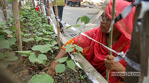 সড়কে ‘সবজি খেত’