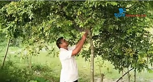 গাছ লাগানোই আনোয়ারের নেশা