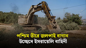 কী দোষ জলপাই বাগানের, ইসরায়েলি বাহিনী উপড়ে ফেলছে কেন?
