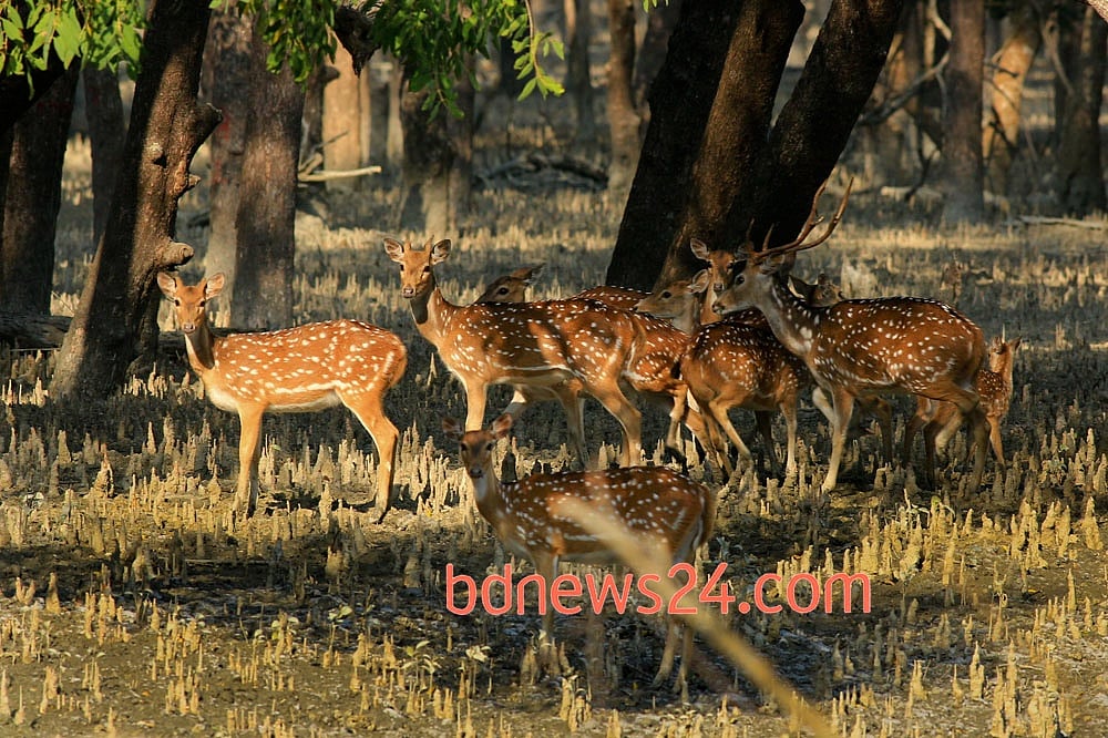 জলবায়ু পরিবর্তনের সঙ্গে প্রাণীরা মানিয়ে নিতে পারবে কি?