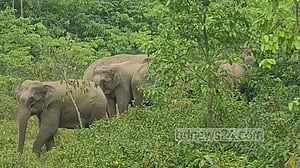 চকরিয়ায় বসতঘরে বন্যহাতির আক্রমণ, প্রাণ গেল দিনমজুরের