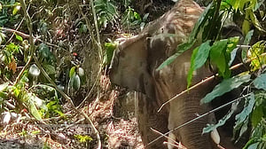 বাড়ির উঠানে হাতির আক্রমণে কৃষকের মৃত্যু