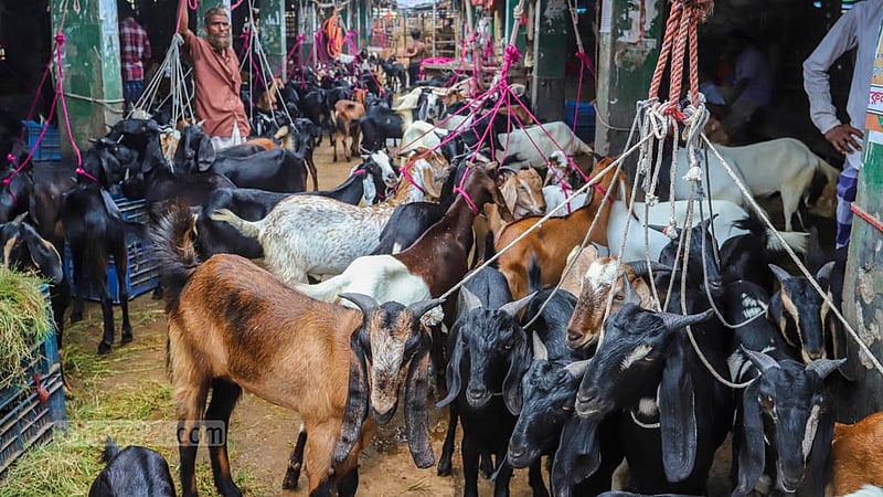 ছাগল বিষয়ক জটিলতা