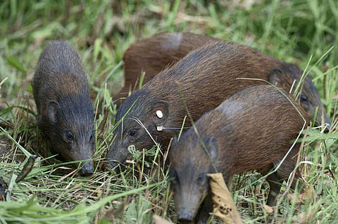 বরনদী অভয়ারণ্যে ছাড়া হলো বিলুপ্ত প্ৰজাতির ছটি শূকর