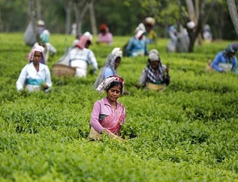 সবুজ চা পাতার হার বৃদ্ধির আর্জি ক্ষুদ্ৰ চা উৎপাদকদের