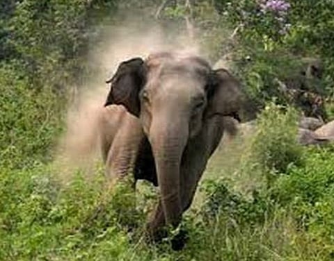 শোণিতপুর জেলার গ্ৰামে বুনো হাতির তাণ্ডব,আতঙ্কিত গ্ৰামবাসীরা