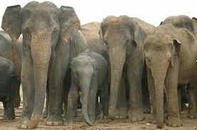 ওদালগুড়ির গ্ৰামে বুনো হাতির তাণ্ডব