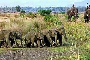 যোরহাটের চা বাগান এলাকায় বুনো হাতির ত্ৰাস