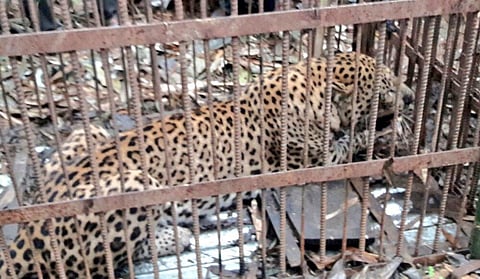 মতিয়াচিগা মেসাগড় গ্ৰামে খাঁচাবন্দি চিতা