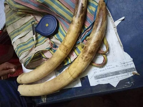 বোকাজানে হাতির দাঁত চোরাপাচারের প্ৰয়াস ভেস্তে দিলো পুলিশ,ধৃত ১