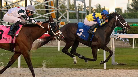 Racing at Gulfstream Park.