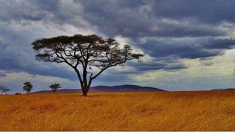 We Africans never learn – Why RSA's EWC law is destined for disaster: Rejoice Ngwenya
