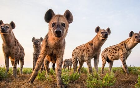 SA’s scavenger economy, fighting over a dwindling carcass