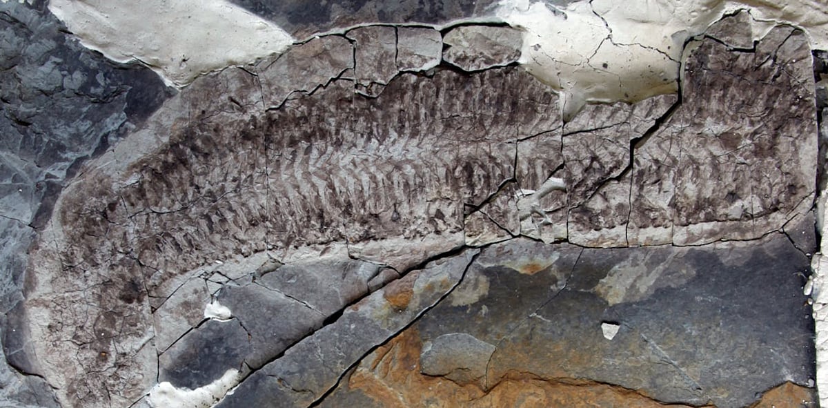 Newly named 444-million-year-old marine fossil found in SA is one-of-a-kind